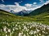 Cotton Fields
