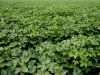 cotton4