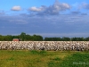 hwy-61-north-sunsets-cotton-mississippi